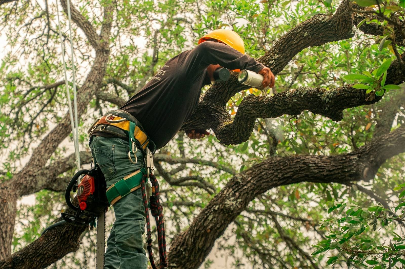 An arborist in a hard hat and climbing harness cutting a branch high in a large tree